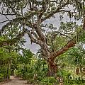 Daniel Island Live Oak Tree