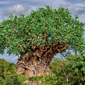 Tree of Life - Disney World in Orlando Florida