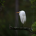 Out on a Limb - Great White Heron