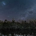 Starry Night - Bird Sanctuary